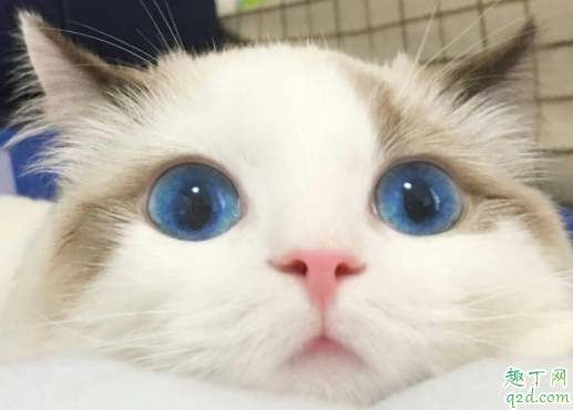 猫咪怎么叫都不理怎么办 猫咪为什么不爱搭理人