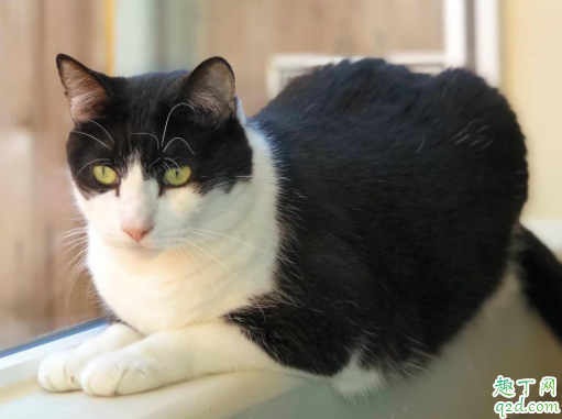 猫咪怎么叫都不理怎么办 猫咪为什么不爱搭理人