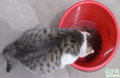 猫吃鱼会吐鱼刺吗 猫能吃鱼会被刺卡住吗