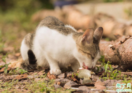 猫吃鱼会吐鱼刺吗 猫能吃鱼会被刺卡住吗