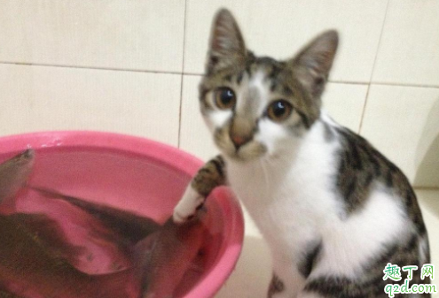 猫吃鱼会吐鱼刺吗 猫能吃鱼会被刺卡住吗
