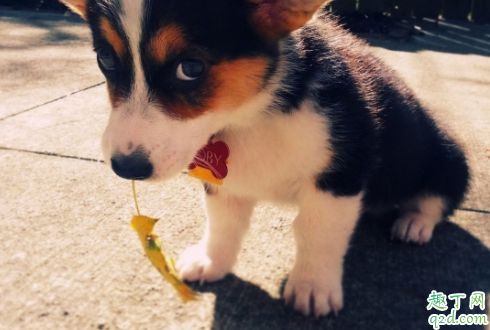 小狗喜欢叫扰民怎么办 为什么小型犬爱叫