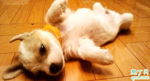 小狗喜欢叫扰民怎么办 为什么小型犬爱叫