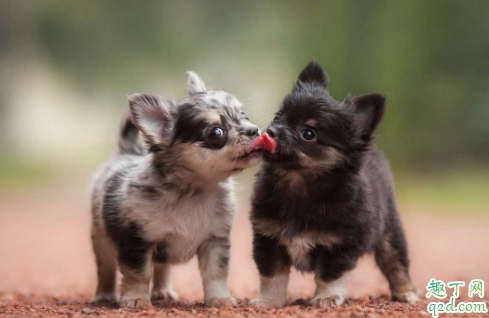 小狗喜欢叫扰民怎么办 为什么小型犬爱叫