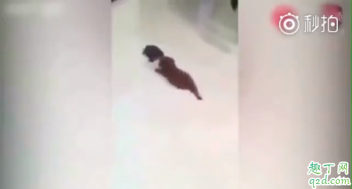 小狗喜欢叫扰民怎么办 为什么小型犬爱叫