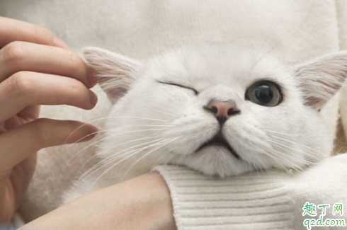 猫咪用头蹭东西是什么意思啊 猫为什么拿头蹭东西