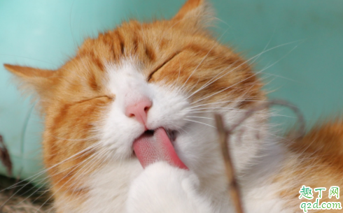 猫咪用头蹭东西是什么意思啊 猫为什么拿头蹭东西