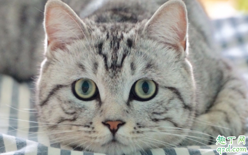 猫咪用头蹭东西是什么意思啊 猫为什么拿头蹭东西