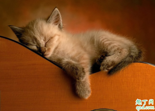 公猫绝育后还有发情状态怎么办 做过绝育的猫为什么还发情样的叫