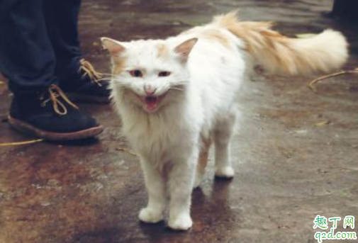 公猫绝育后还有发情状态怎么办 做过绝育的猫为什么还发情样的叫