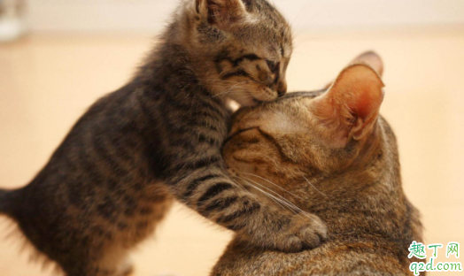 猫咪为什么会得猫艾滋 猫身上有艾滋病毒会传染人吗