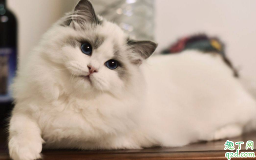 猫咪为什么会得猫艾滋 猫身上有艾滋病毒会传染人吗