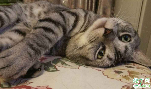 猫咪为什么会得猫艾滋 猫身上有艾滋病毒会传染人吗