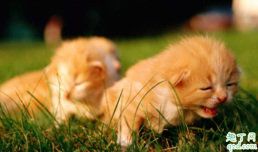 猫咪为什么会得猫艾滋 猫身上有艾滋病毒会传染人吗