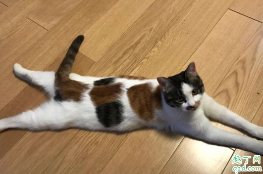 猫艾滋会传染给猫吗 猫怎么看出有了猫艾滋