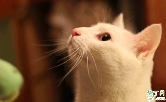 猫艾滋会传染给猫吗 猫怎么看出有了猫艾滋