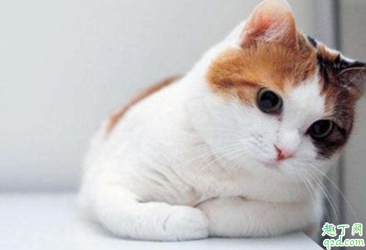 猫艾滋会传染给猫吗 猫怎么看出有了猫艾滋