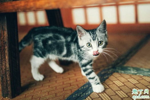 猫艾滋怎么检查出来 ?猫得艾滋能活下来吗