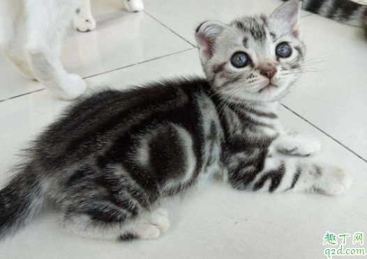 猫艾滋怎么检查出来 ?猫得艾滋能活下来吗