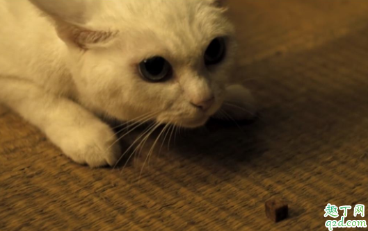 猫艾滋怎么检查出来 ?猫得艾滋能活下来吗