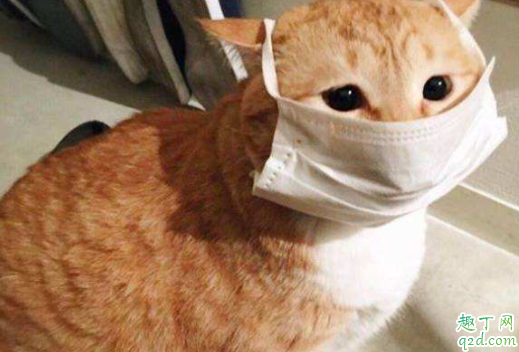 猫艾滋怎么检查出来 ?猫得艾滋能活下来吗