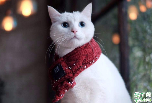 猫艾滋怎么检查出来 ?猫得艾滋能活下来吗