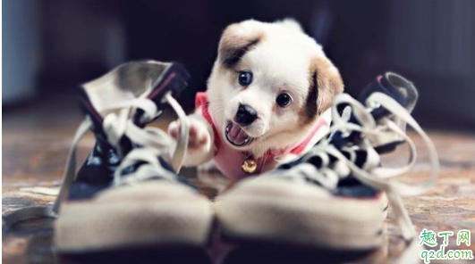 狗狗关在笼子里会抑郁吗 狗狗关笼子里一直叫咋办