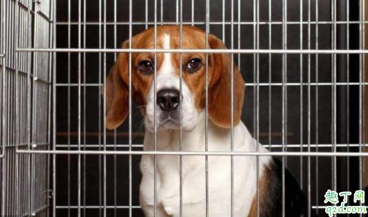 狗狗关在笼子里会抑郁吗 狗狗关笼子里一直叫咋办