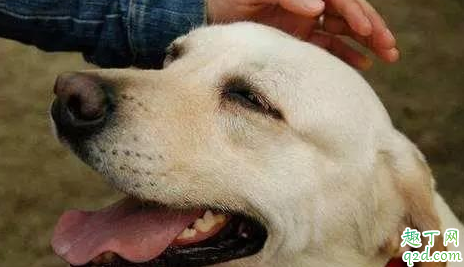 狗舔人的手是什么意思 狗狗舔人的手有细菌吗