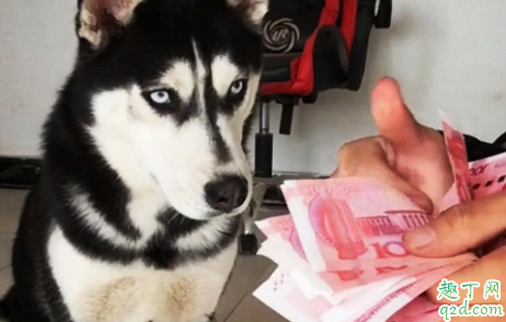 狗舔人的手是什么意思 狗狗舔人的手有细菌吗