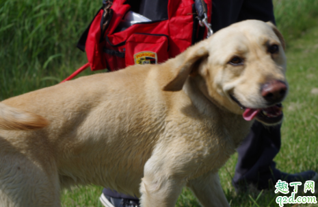 狗舔人的手是什么意思 狗狗舔人的手有细菌吗