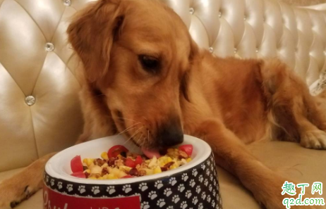 狗舔人的手是什么意思 狗狗舔人的手有细菌吗