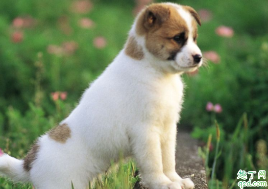 狗咳嗽是什么原因引起 狗瘟咳嗽很厉害怎么办