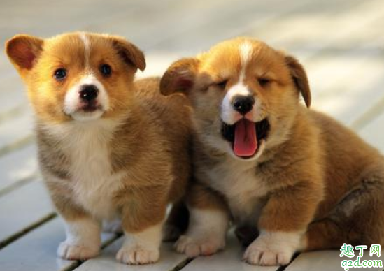 狗咳嗽是什么原因引起 狗瘟咳嗽很厉害怎么办