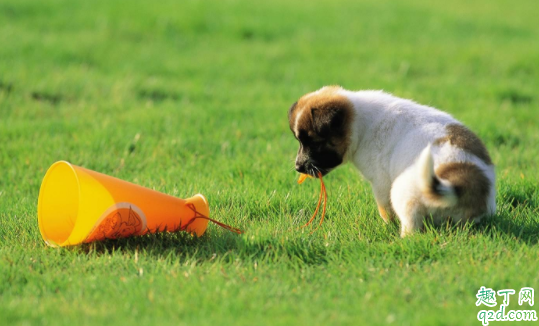 狗咳嗽是什么原因引起 狗瘟咳嗽很厉害怎么办