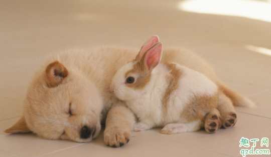 狗咳嗽是什么原因引起 狗瘟咳嗽很厉害怎么办