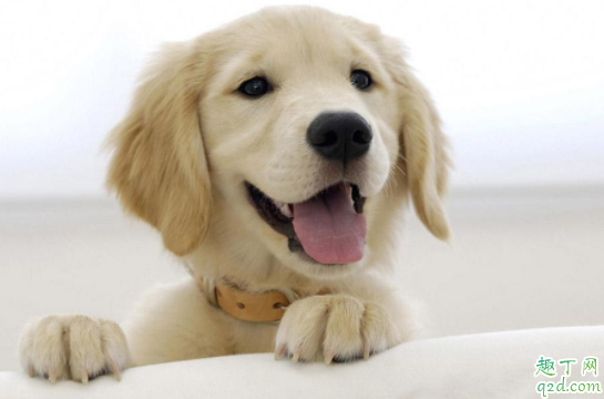 狗咳嗽是什么原因引起 狗瘟咳嗽很厉害怎么办