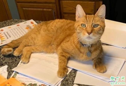 为什么猫咪喜欢踩胸上 为什么我家猫咪不踩奶