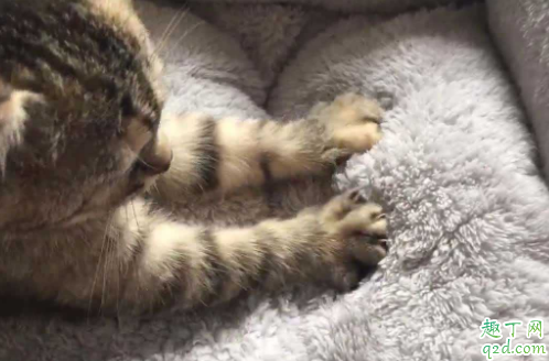 为什么猫咪喜欢踩胸上 为什么我家猫咪不踩奶