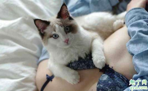 为什么猫咪喜欢踩胸上 为什么我家猫咪不踩奶