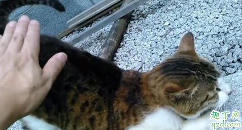 摸猫咪为什么喜欢撅着屁股 为什么一摸猫屁股就撅屁股