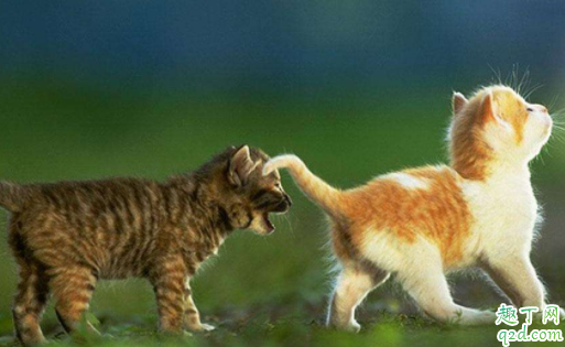 猫什么情况下失禁 猫咪大小便失禁会自己好吗