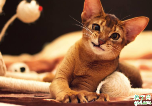 猫什么情况下失禁 猫咪大小便失禁会自己好吗