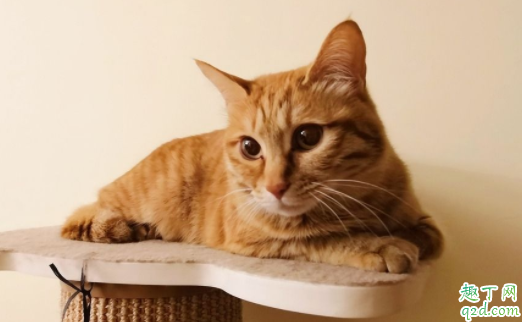 怎样把橘猫养肥 为什么小橘猫不吃东西