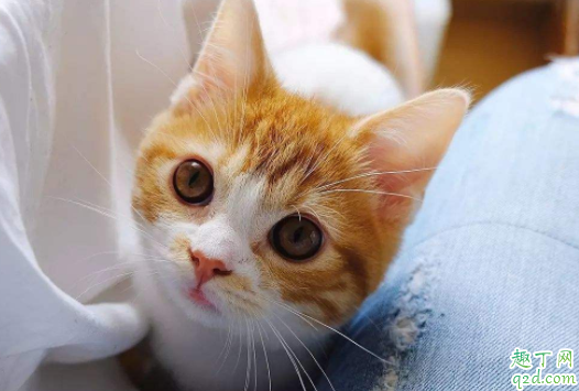 怎样把橘猫养肥 为什么小橘猫不吃东西
