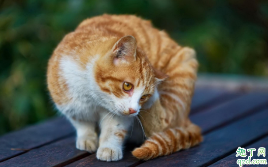 怎样把橘猫养肥 为什么小橘猫不吃东西