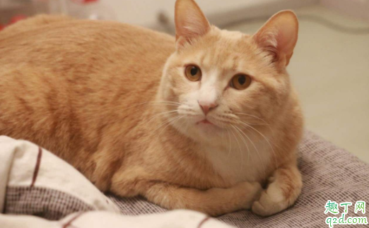 怎样把橘猫养肥 为什么小橘猫不吃东西