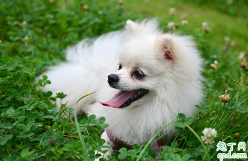 狗狗可以不刷牙吗 人用的牙刷可以给狗狗刷牙吗