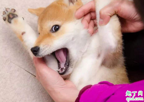 狗狗可以不刷牙吗 人用的牙刷可以给狗狗刷牙吗