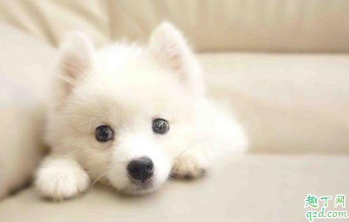 狗狗可以不刷牙吗 人用的牙刷可以给狗狗刷牙吗